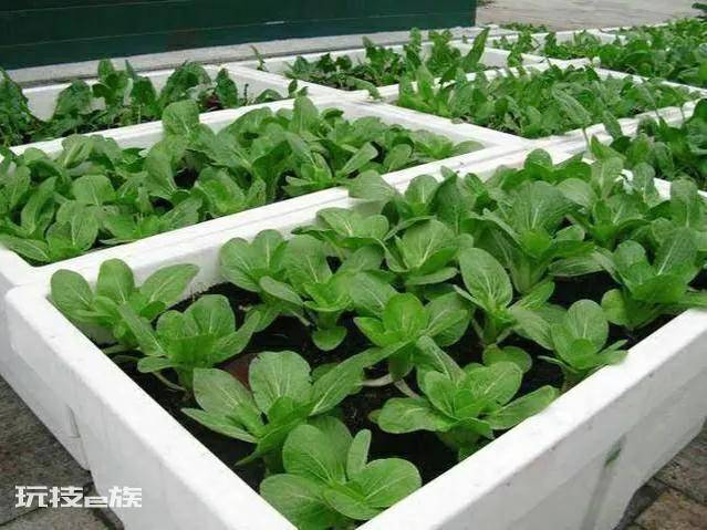 泡沫箱种蔬菜要打孔吗(泡沫箱种菜做到五点长得好)-图片3